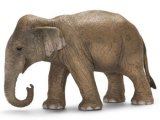 Asian Elephant, Female