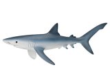 Blue Shark