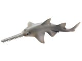 Sawfish