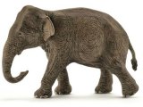 Asian Elephant Female