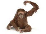 Orangutan Female