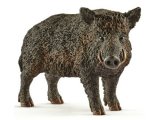 Wild Boar