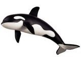 Killer Whale (Orca)