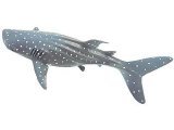Whale Shark (On card with Tag!)