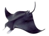 Manta Ray