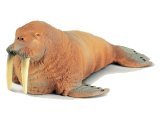 Walrus