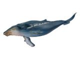 Humpback Whale (some underside rubs)