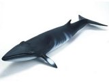 Minke Whale (New with Tag!)