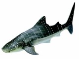 Whale Shark