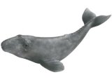 Grey Whale Calf