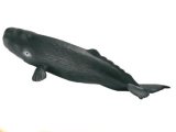 Sperm Whale Calf