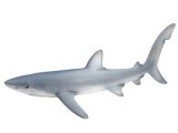 Blue Shark