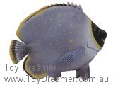 Reticulated Butterfly Fish (with Tag!)
