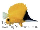 Forceps Butterfly Fish