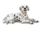 Dalmatian, lying