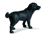 Black Labrador