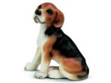 Beagle, sitting