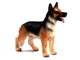 German Shepherd, standing