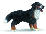Bernese Mountain Dog, standing