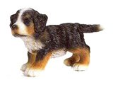 Bernese Mountain Puppy