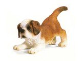 St Bernard Puppy
