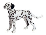 Dalmatian Male