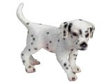 Dalmatian Puppy