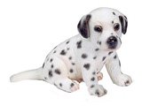 Dalmatian Puppy, sitting