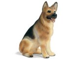 German Shepherd Male, sitting