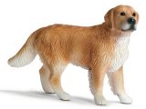 Golden Retriever Male