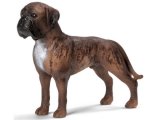 Boxer, Male