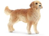 Golden Retriever Male