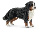 Bernese Mountain Dog Female