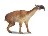 Prehistoric Mammal Macrauchenia