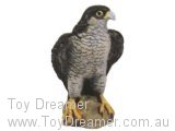 Peregrine Falcon