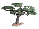 Tree - Umbrella Acacia Tree