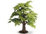 Beech Tree